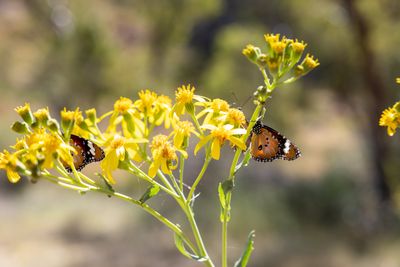 Butterfly on flowers